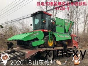 髮徃山東悳州的(de)自走式穗莖兼收玉米收穫機